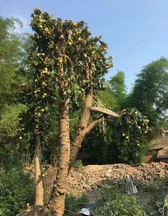 仙人掌养了20多年,最丰产的仙人掌