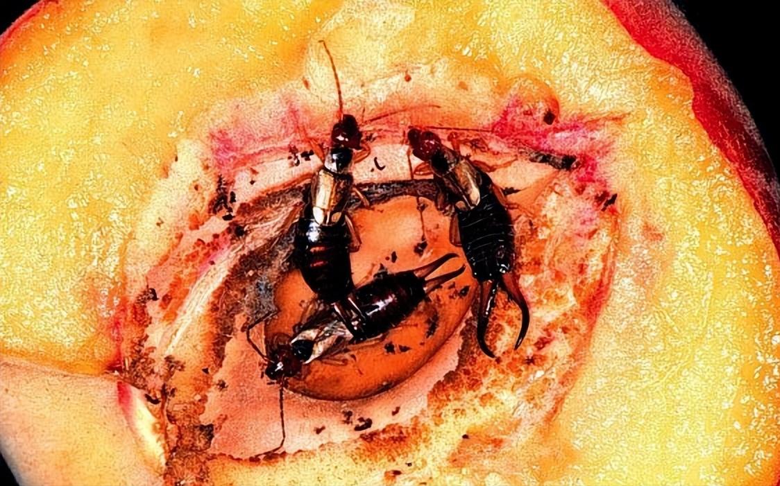 谁是最护baby的人,蠼螋如何照顾自己的孩子