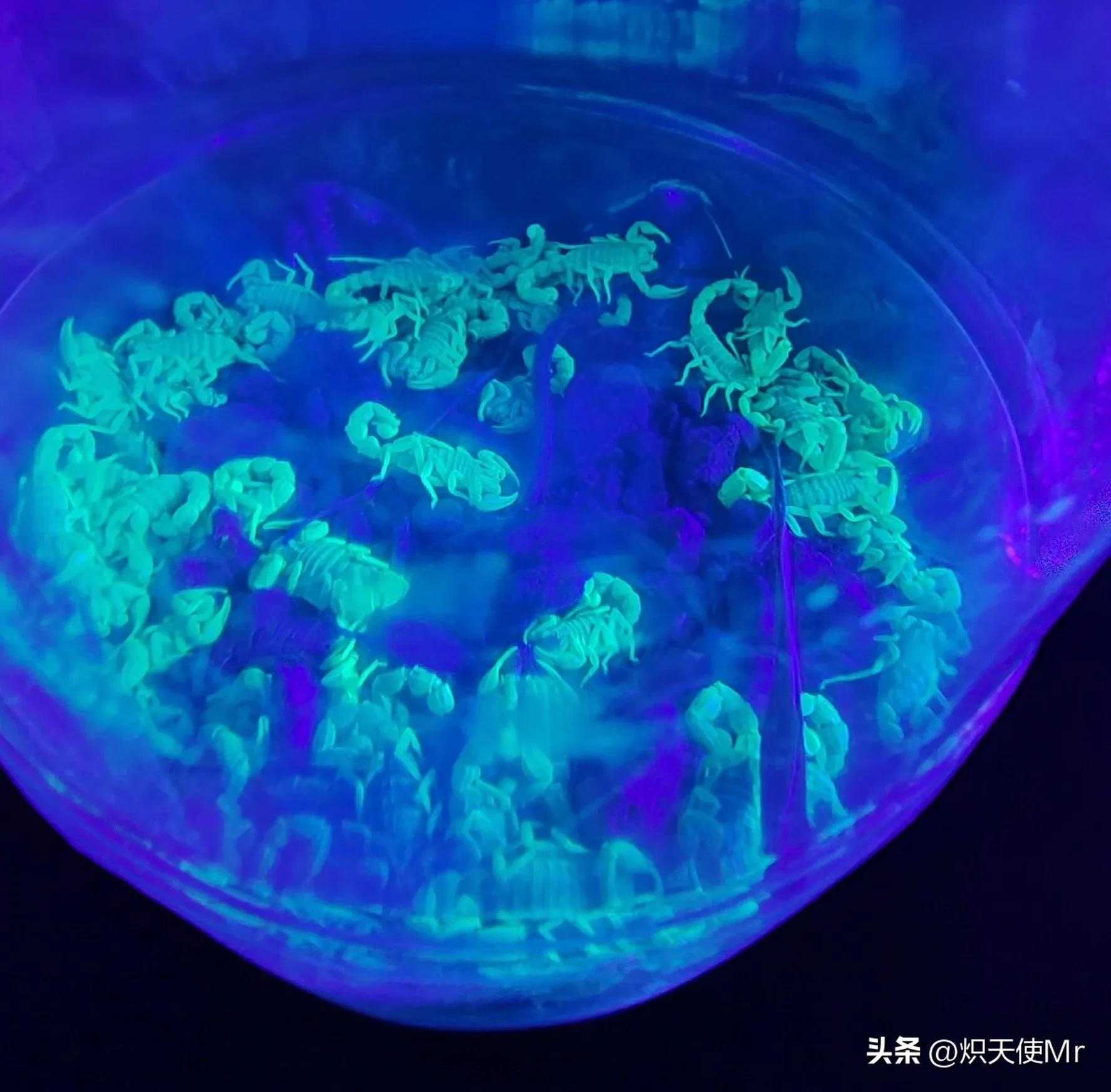 大蝎子与小蝎子毒性一样大吗,哪个蝎子毒性大和哪个蝎子毒性小