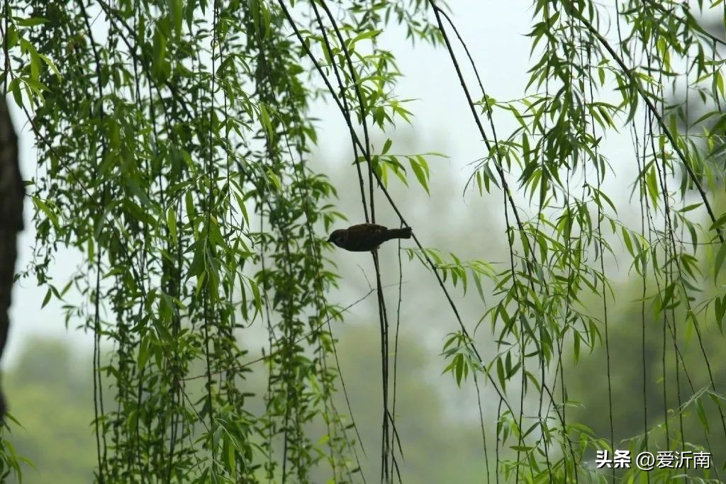 100句绝美春日诗词温柔又浪漫,微雨过小荷翻榴花开欲然