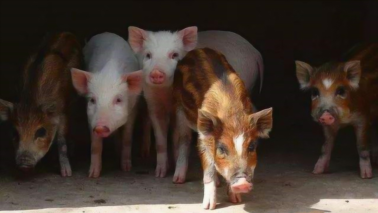 野生双峰骆驼和家养骆驼有何区别,野骆驼和骆驼是一个物种吗