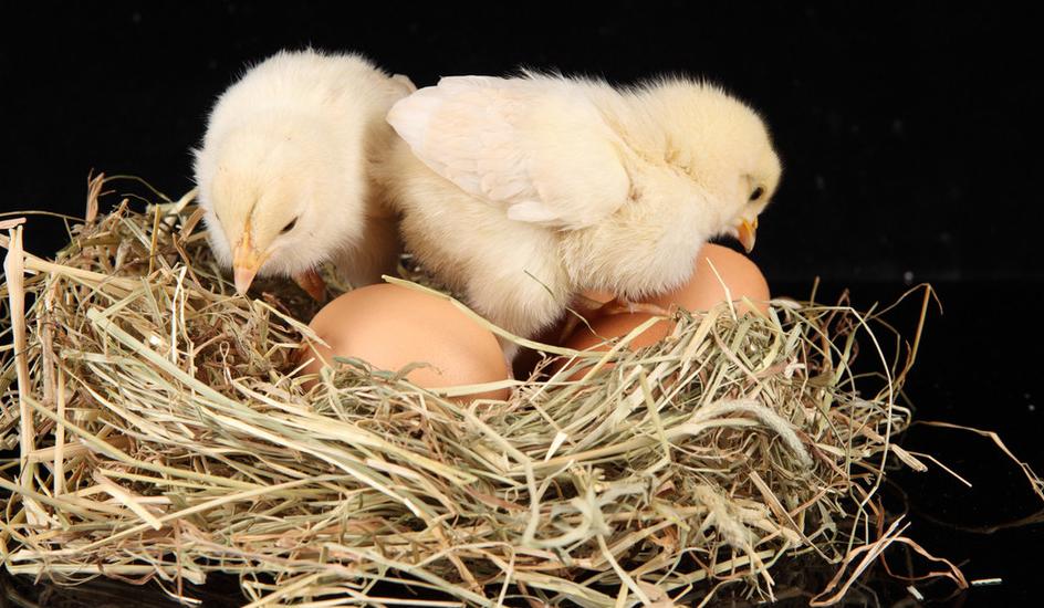 治鸡怪叫的特效药,养鸡感冒秘方大全