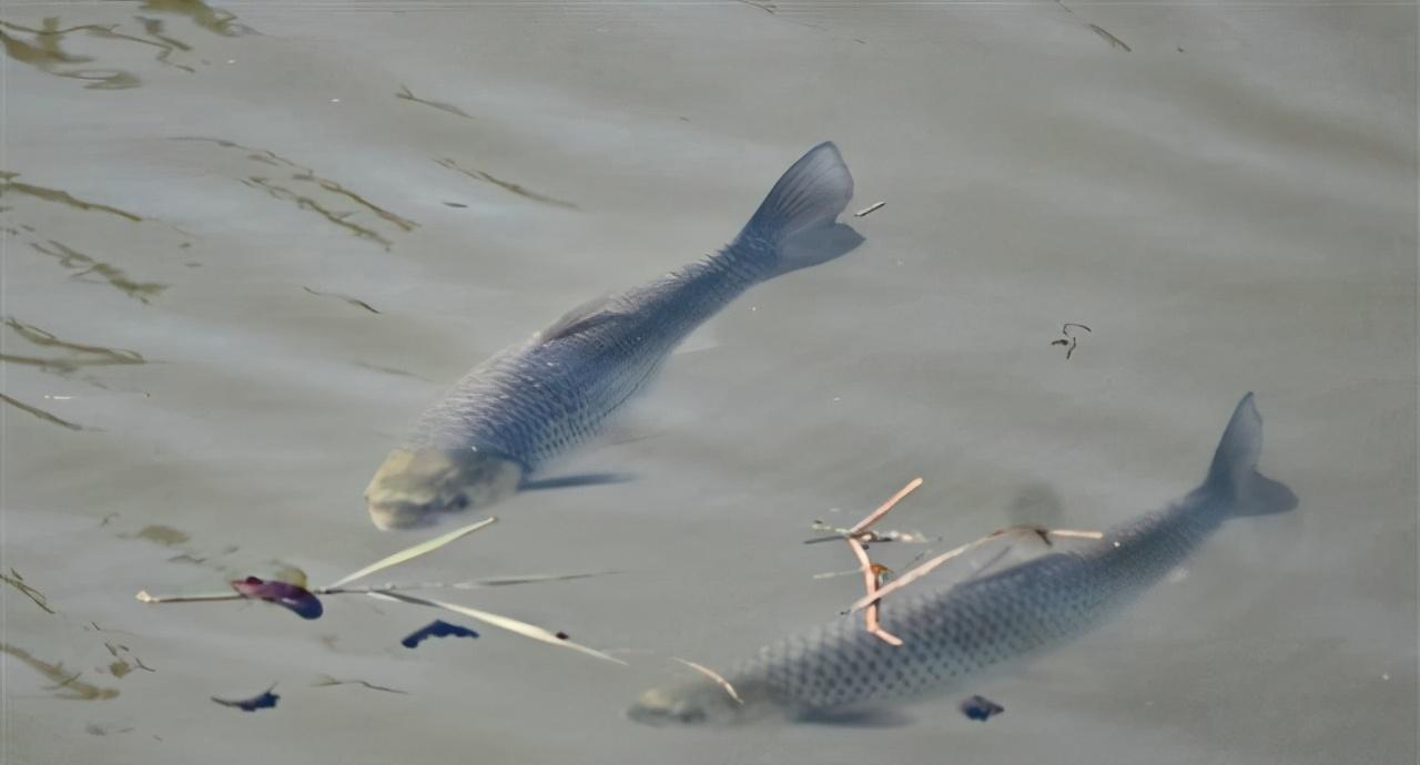 三峡大坝里最大鳡鱼,三峡大坝鱼群画面里部分大鳡鱼