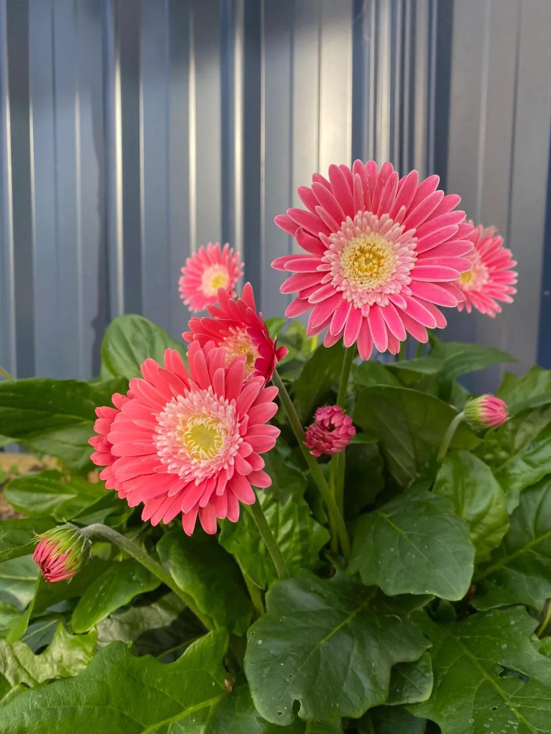 能吸烟的绿植有哪些,家里吸烟养什么绿植