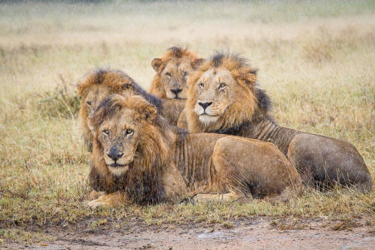 为什么永远不该去非洲？