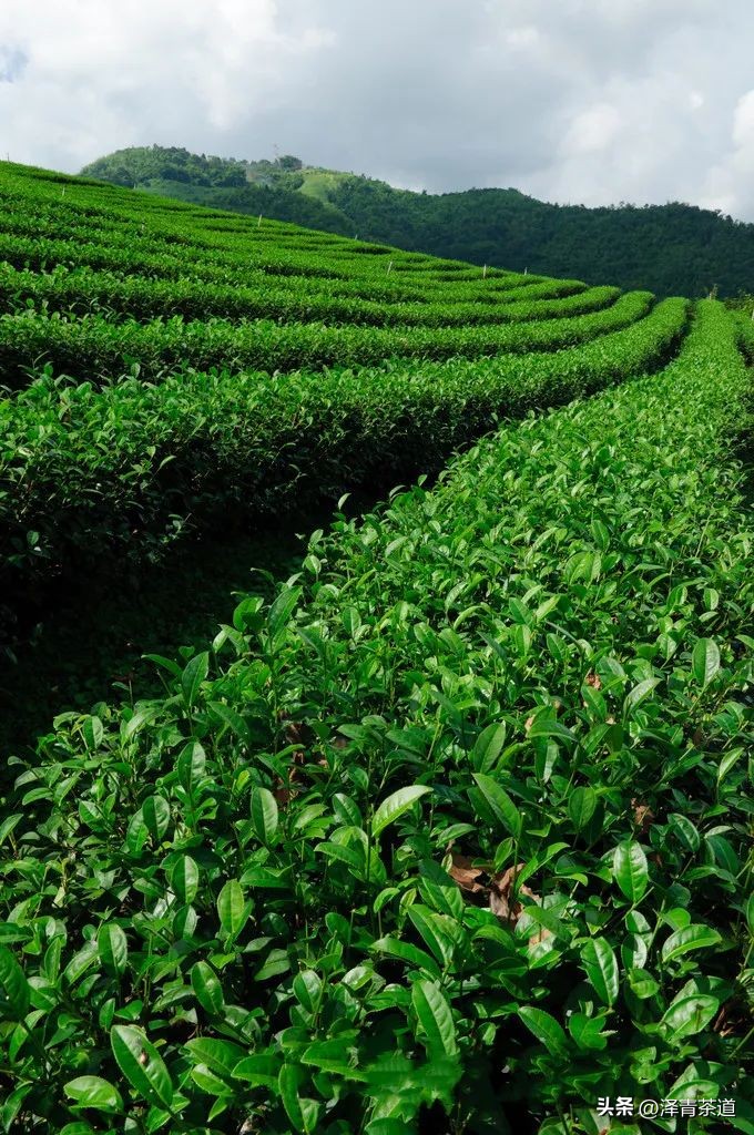 写春天的著名唐诗宋词加赏析,100首关于春天的唐诗宋词