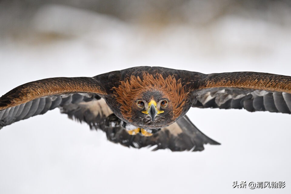 z9拍鸟照片,z9相机购买攻略