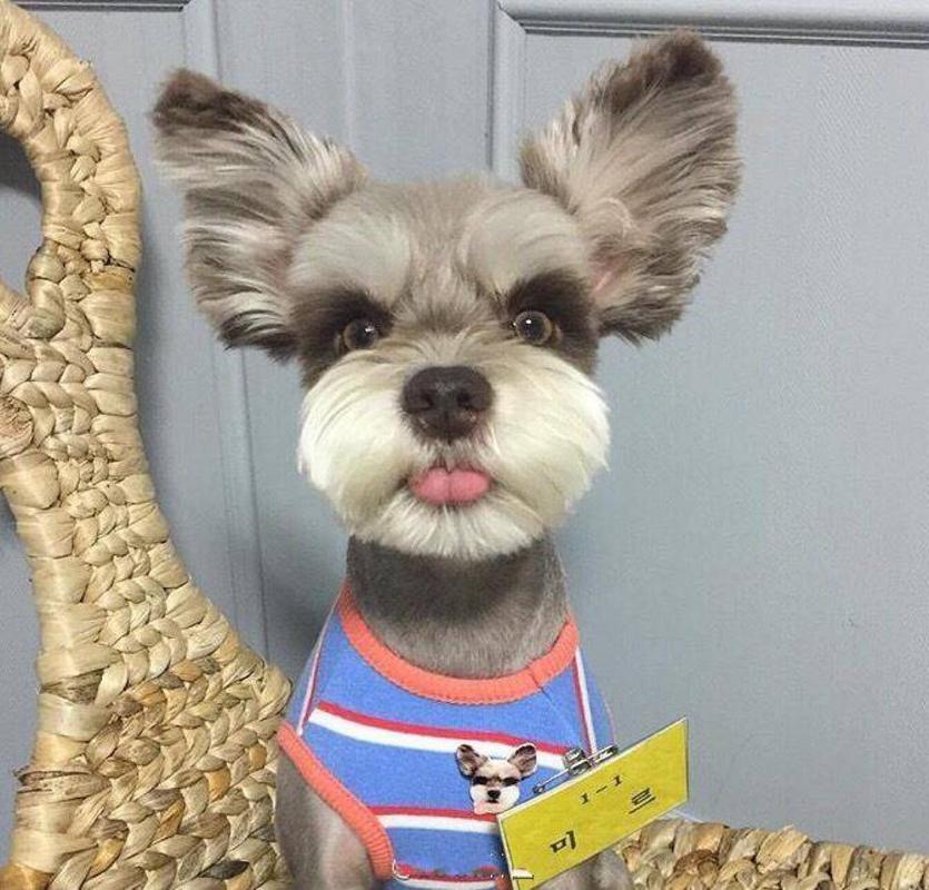 建议新手养的10种便宜狗狗不掉毛,建议穷人新手养的10种狗狗