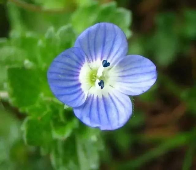 婆婆纳和水毛茛,婆婆纳相关诗句草色遥看近却无