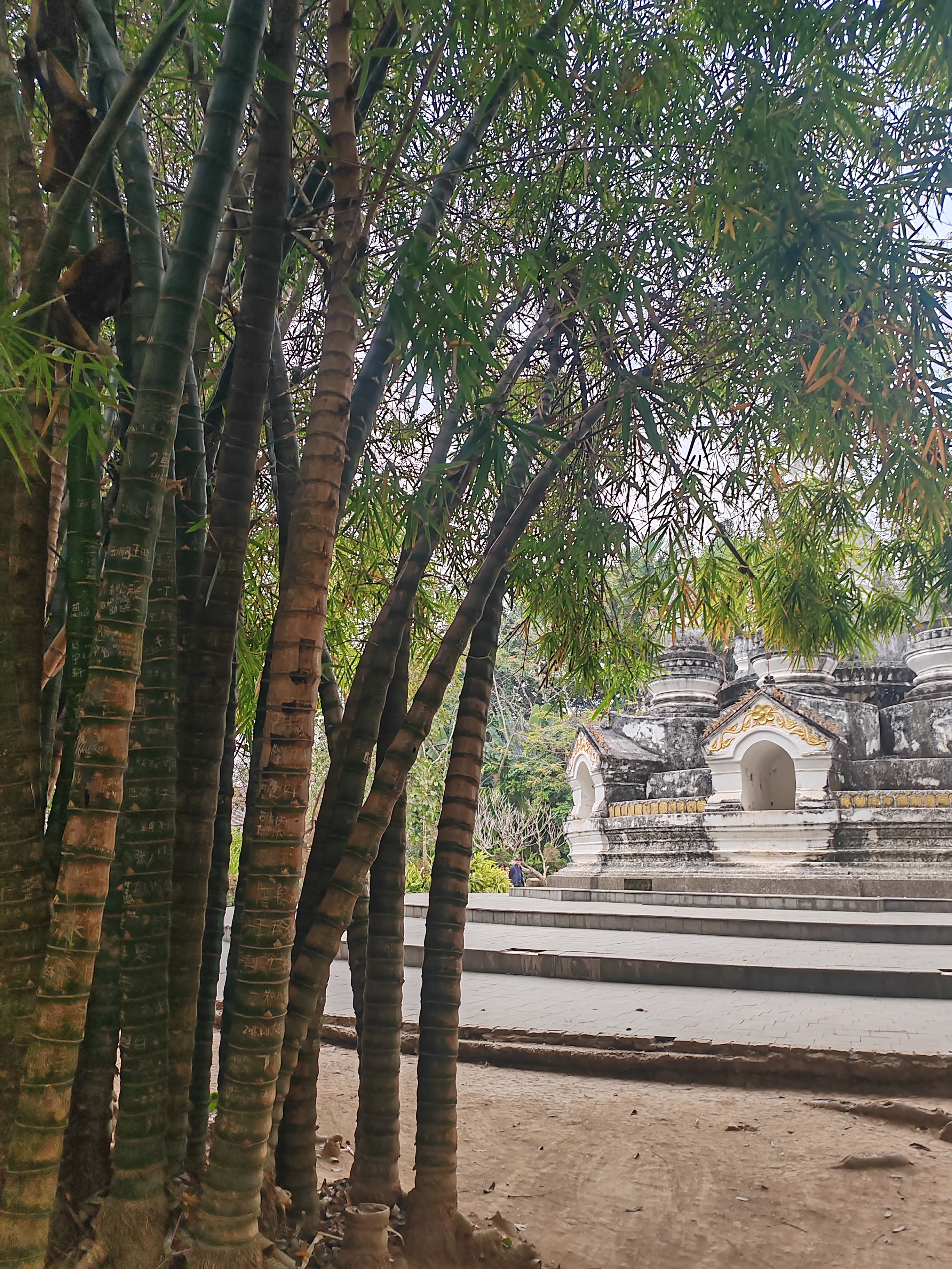 西双版纳曼听园攻略,云南西双版纳打卡曼听公园