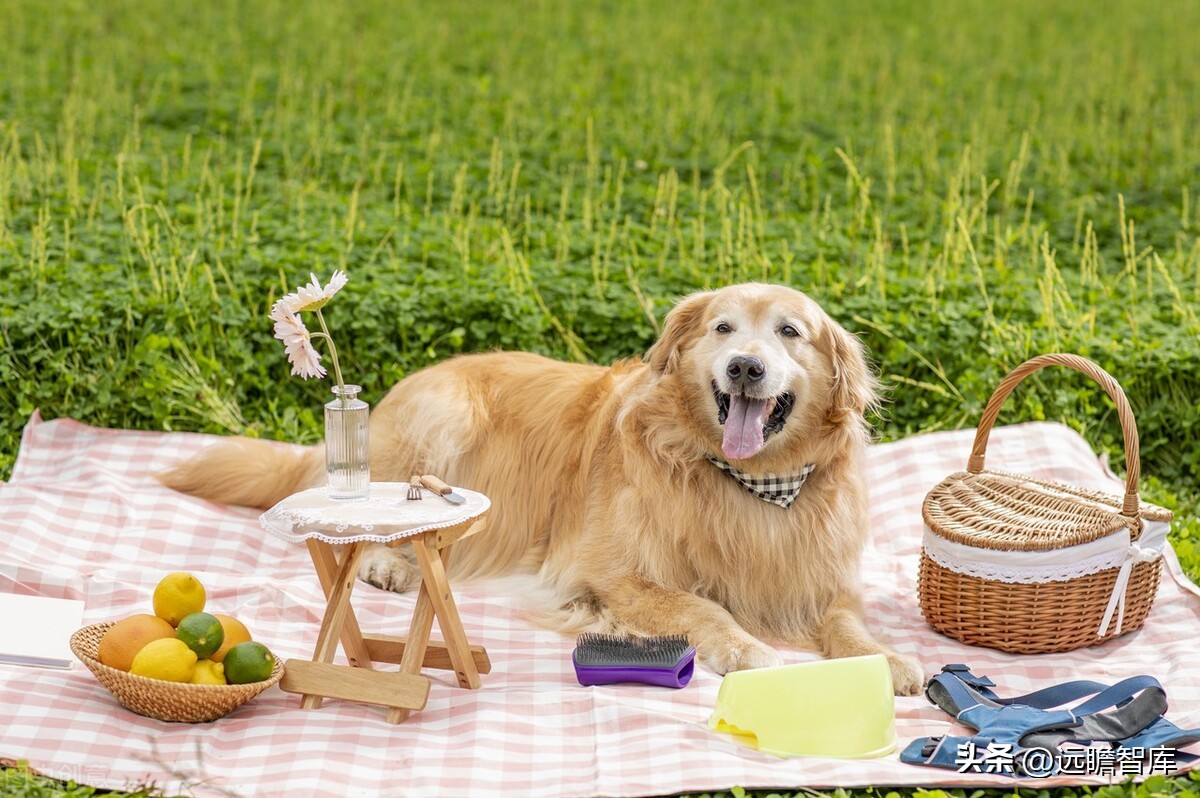 依依股份是宠物用品的龙头企业 (宠物一次性卫生护理用品上市公司)