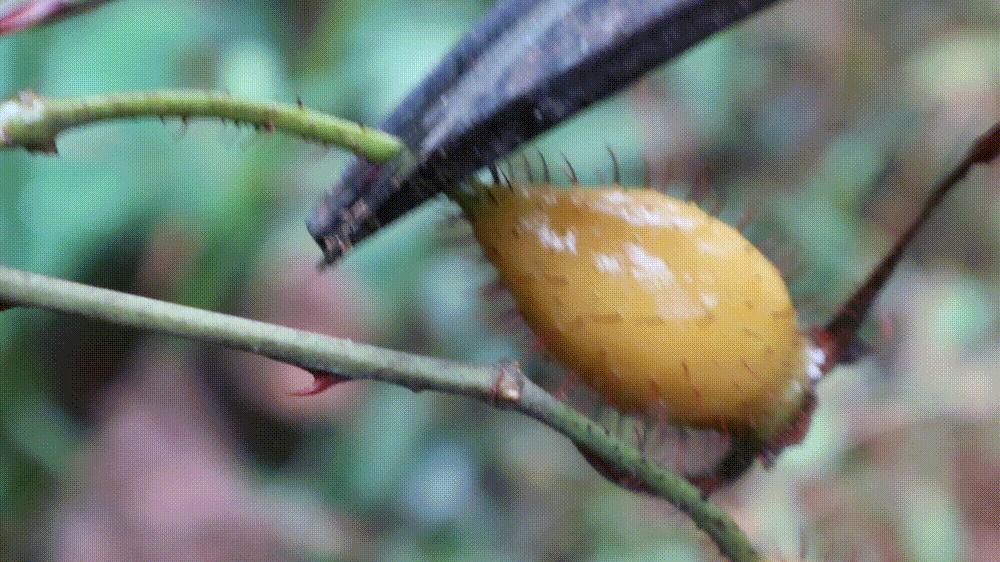 广西珍贵野果既能泡茶又能煲汤,黄色带刺泡酒的野果