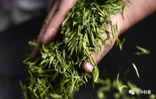 陕西汉中名茶,汉中茶叶加工制作全过程