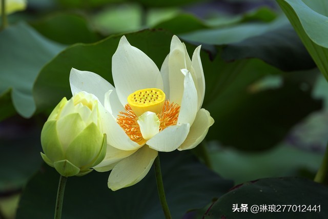 荷花之美在于淡雅,禅意美到极致的荷花