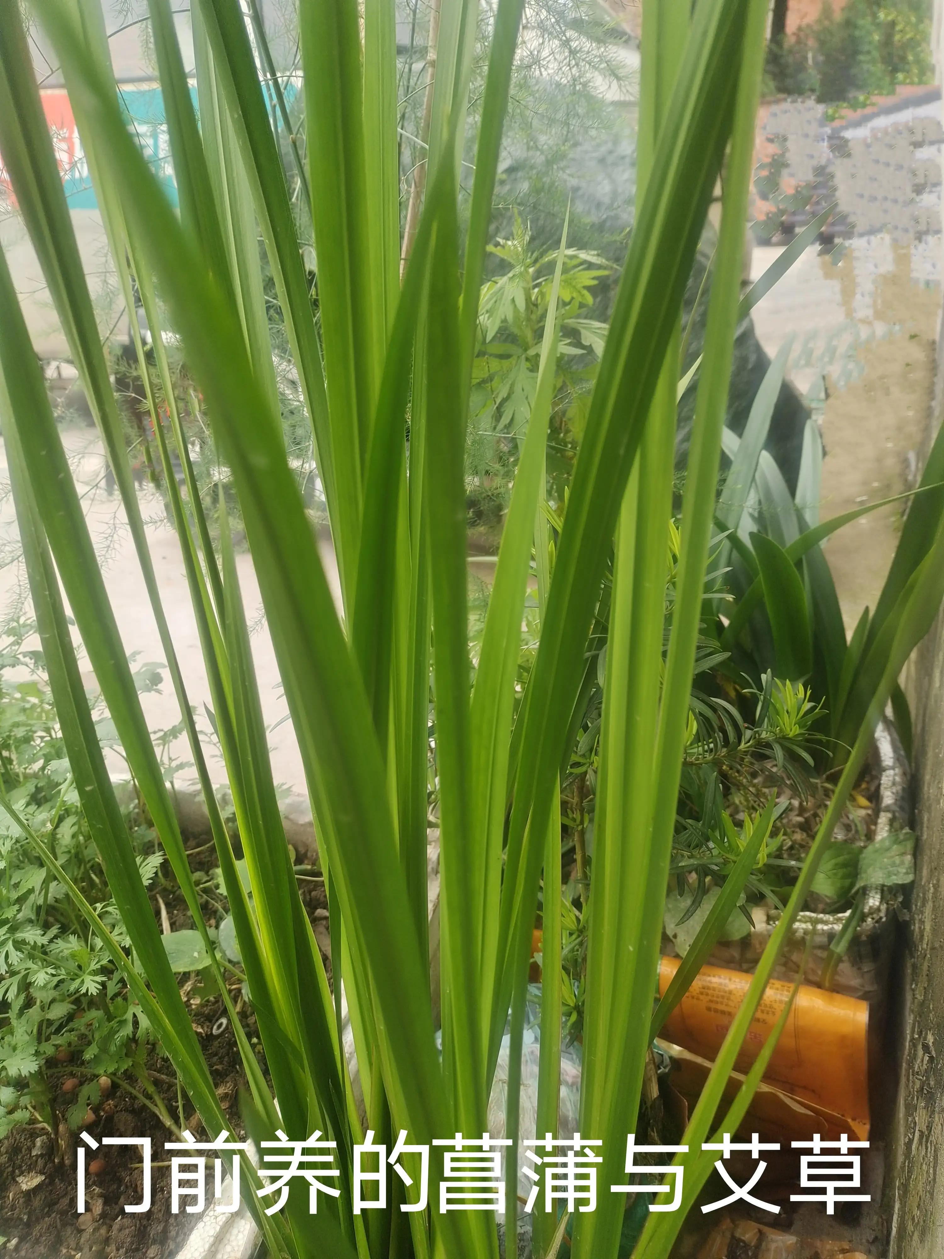 狡猾的动物,狡猾的动物生肖