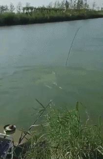 野钓中鱼后该怎么控鱼,刺鱼遛鱼技巧