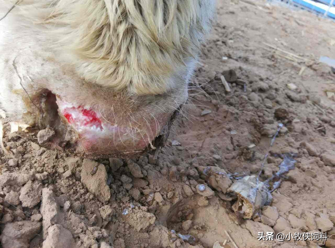 牛得口蹄疫会出现哪些症状,牛得口蹄疫有什么症状和危害