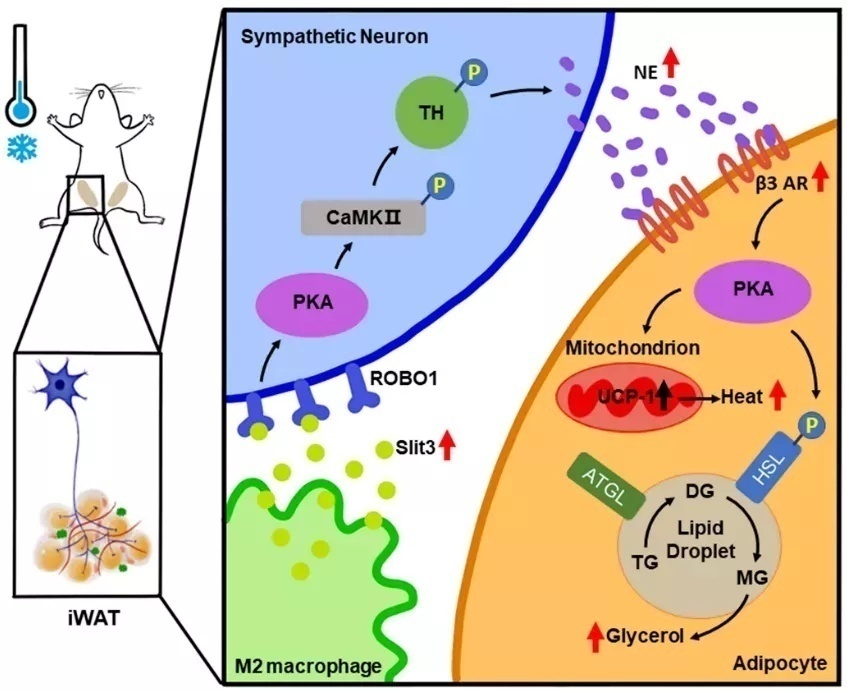 复旦大学最尖端的科研成果,复旦团队发表研究成果