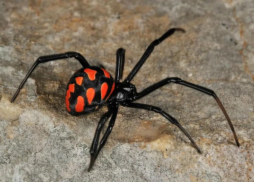 海关查到剧毒蜘蛛,海关查出毒蜘蛛