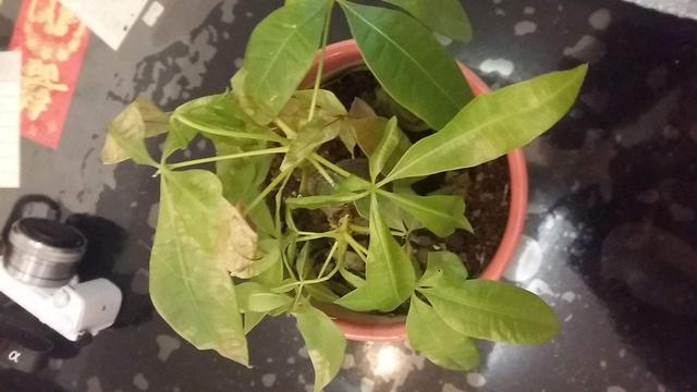 十种花不宜在室内养,这4种花最好别养在室内