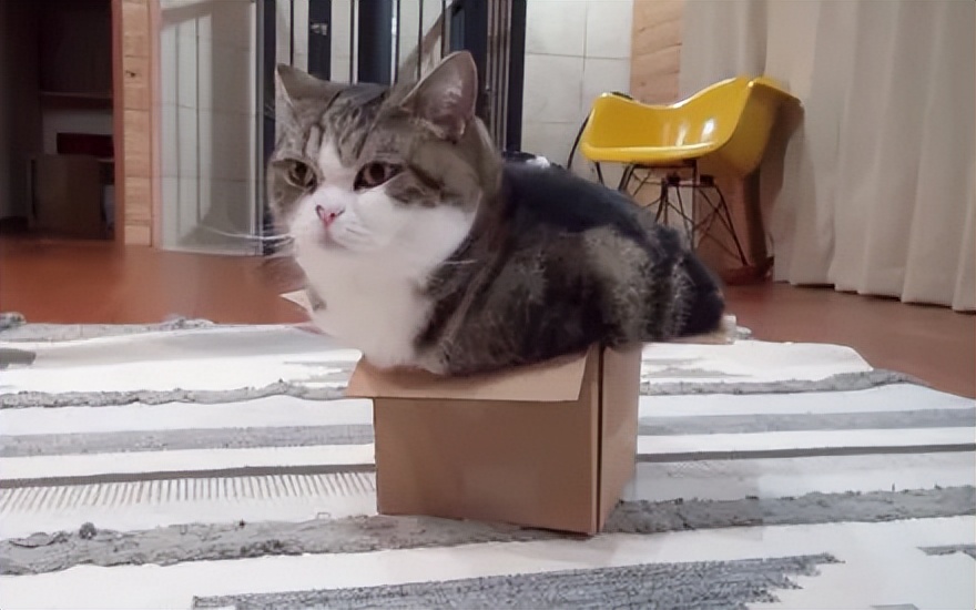 猫咪减肥神器,猫咪肥胖吃什么猫粮减肥