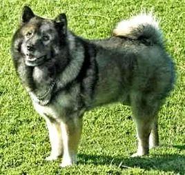 狗有哪些犬种,中国狗犬种排名