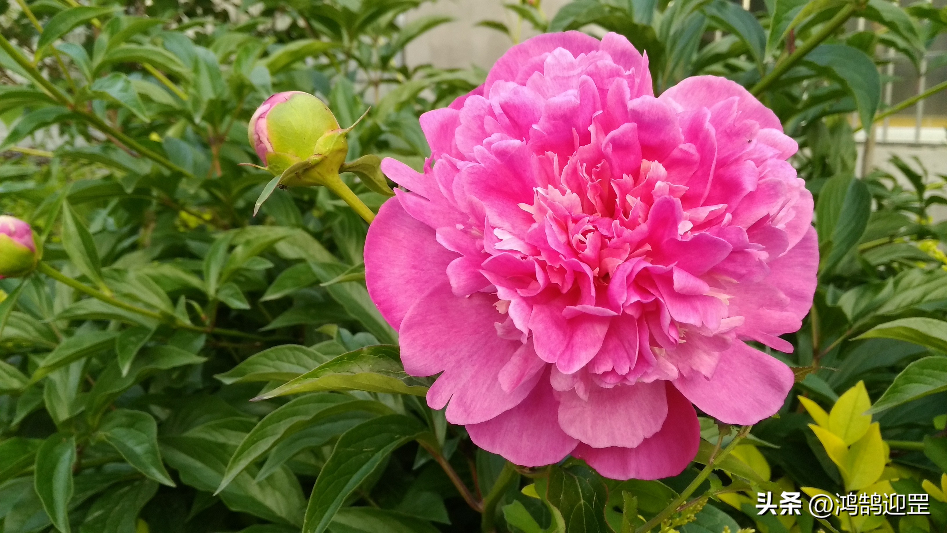 陕西方言中不同语调意思不一样,陕西方言与普通话中声母的区别