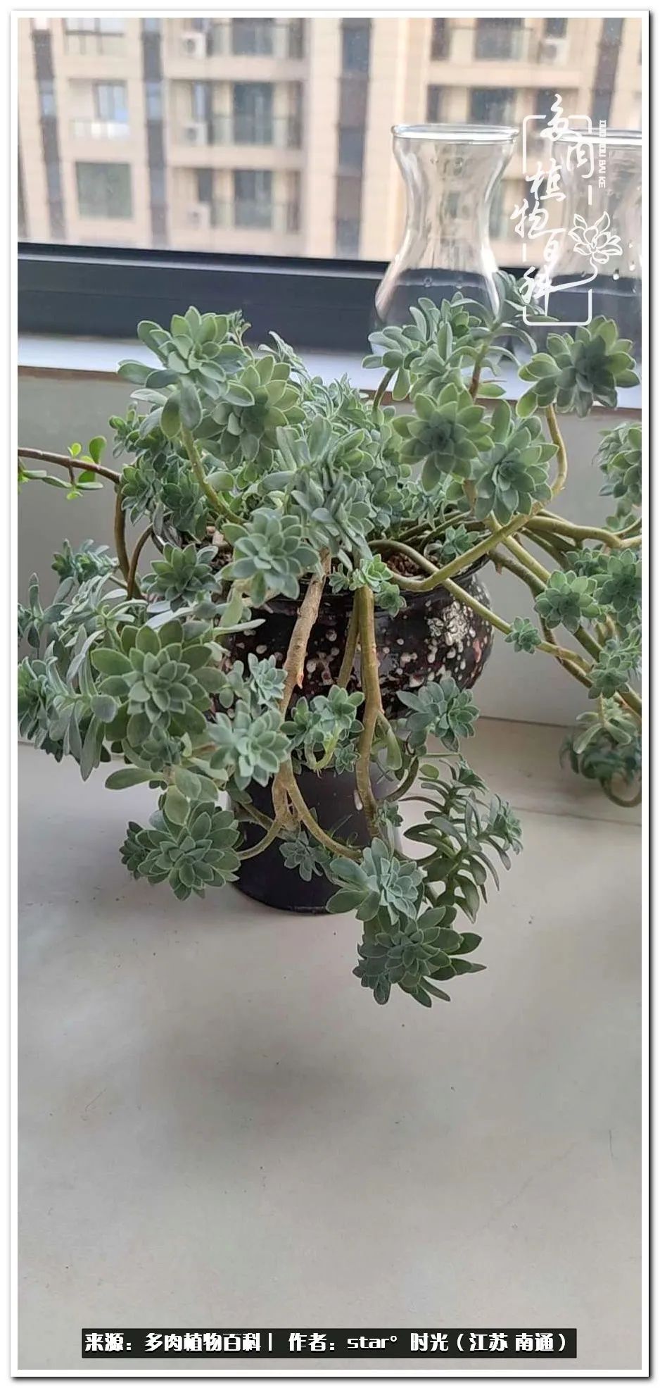 养花草怡心怡情,一棵多肉治愈心情