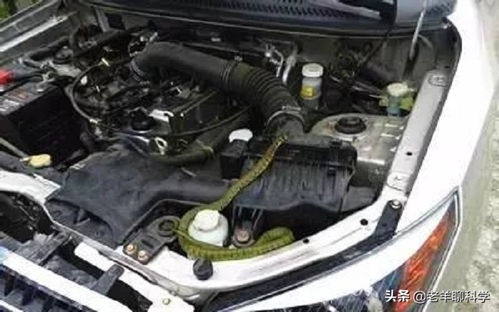 男子夜钓蟒蛇,男子夜钓碰到蟒蛇河南