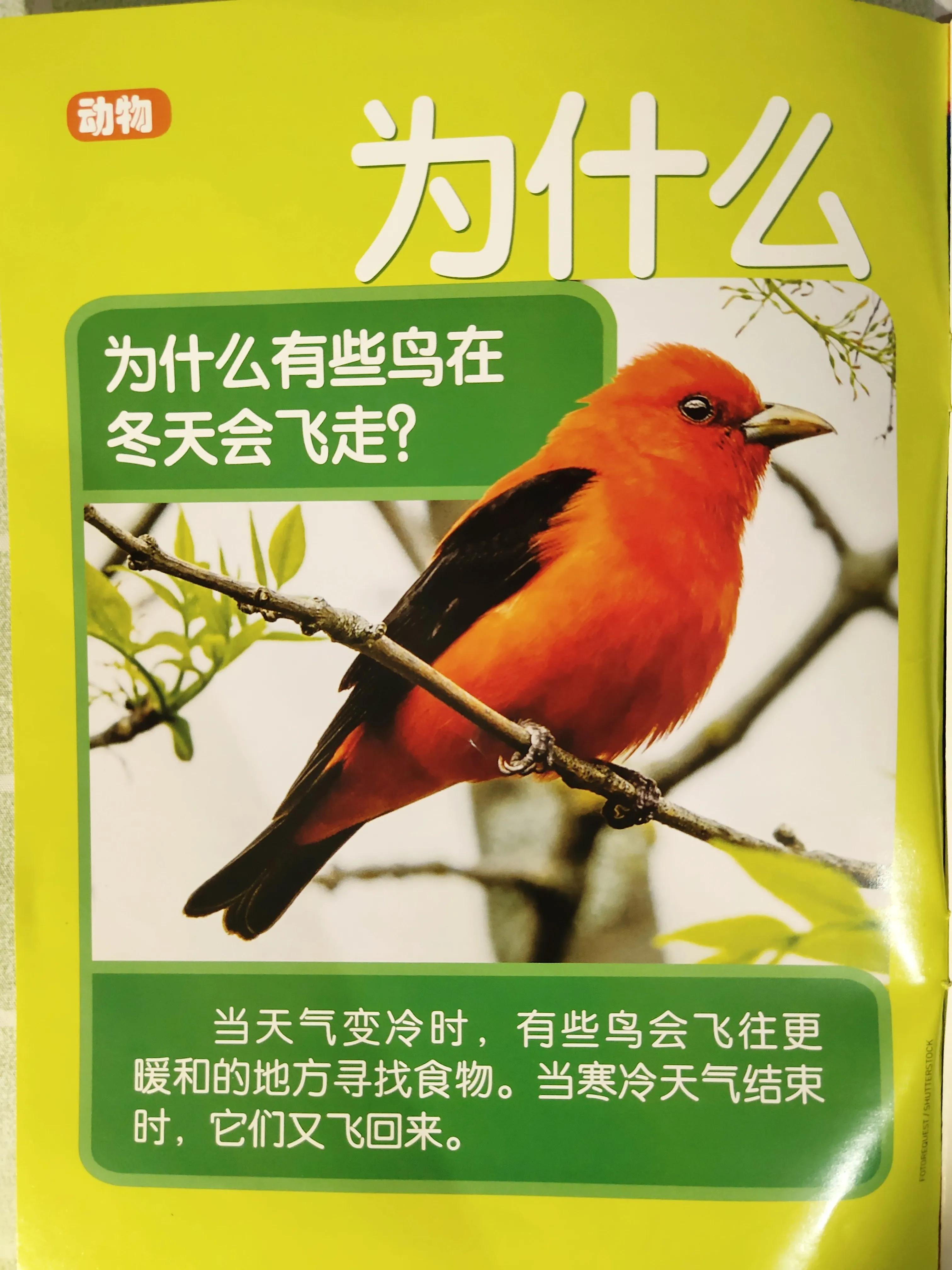 环球少年地理幼儿版2023过刊,环球少年地理21年过刊