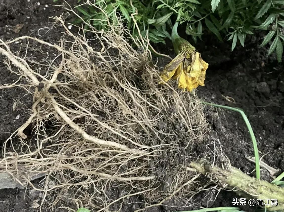 菊花盆栽枯萎后第二年能长新芽吗,刚买回来的菊花花朵枯萎了怎么救