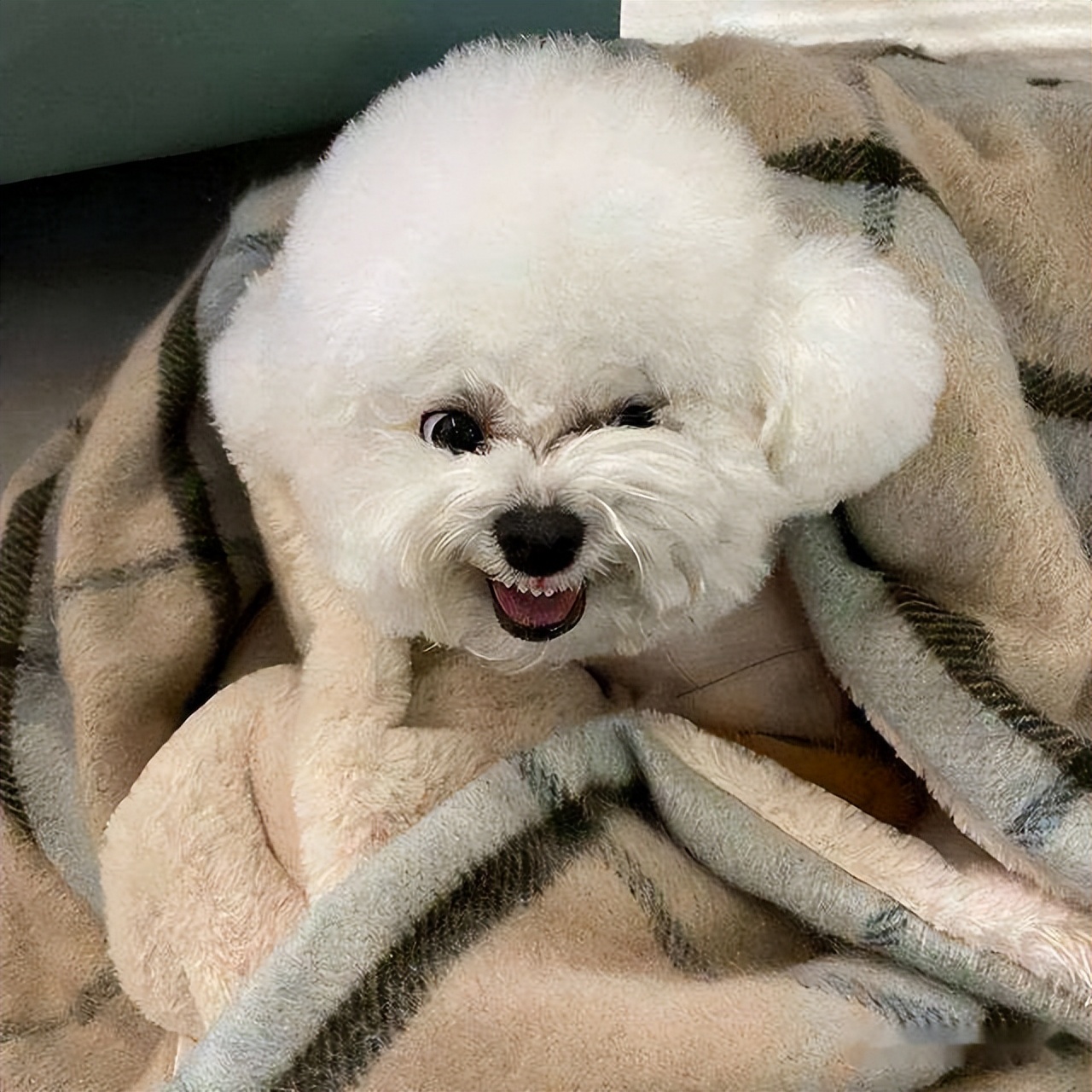 比熊犬容易得的病,比熊犬容易得五种病