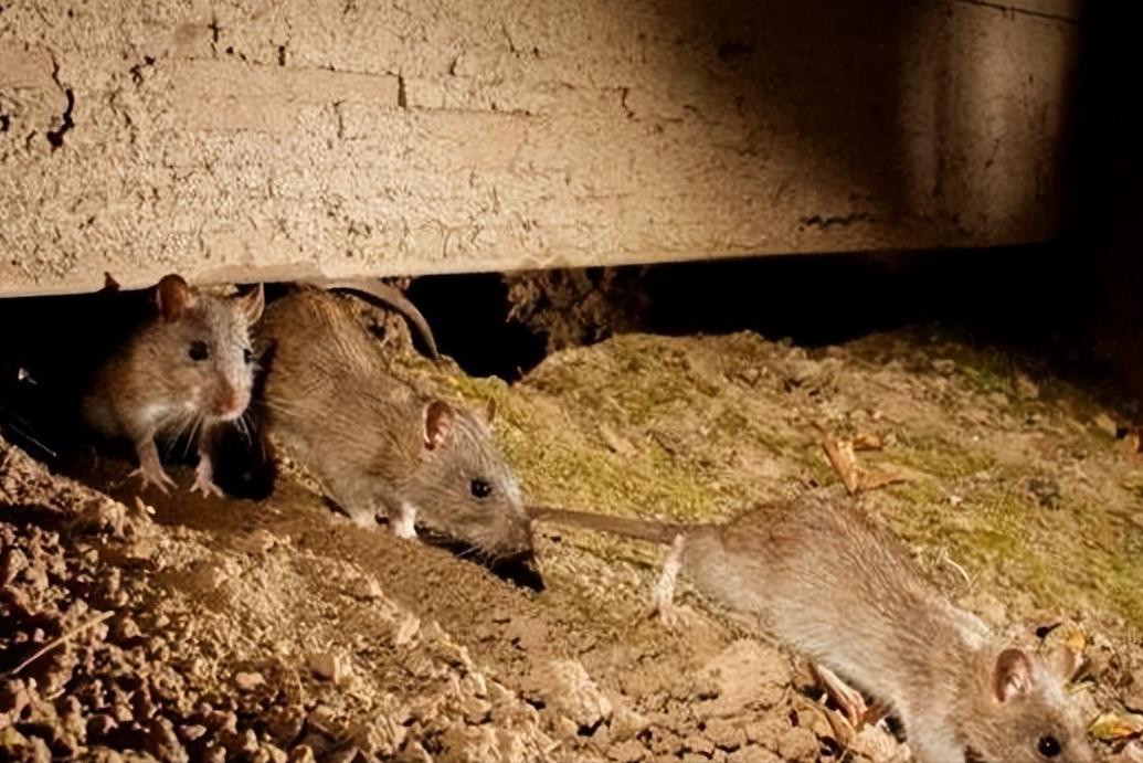 一老人在粮库放老鼠夹时捡到个金牌，儿媳妇:别声张，拿去打耳环