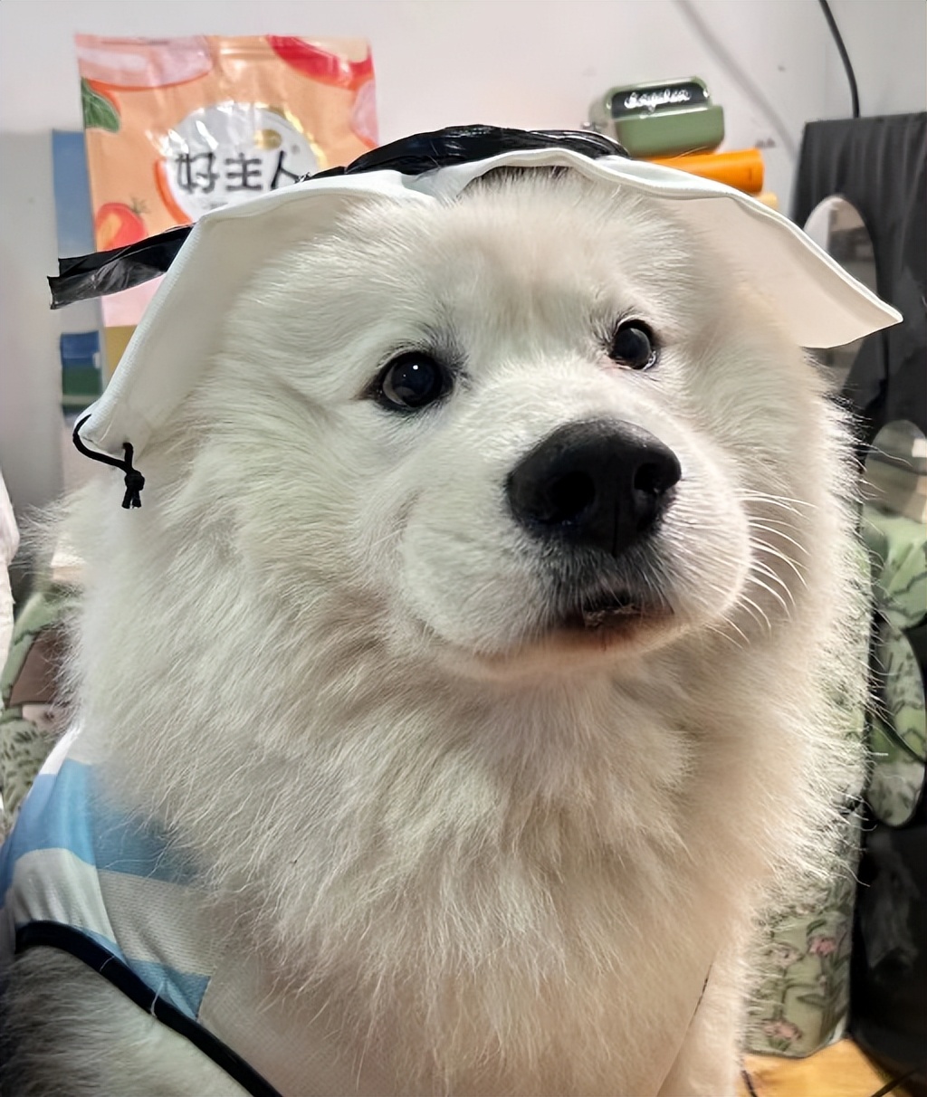 世界杯吉祥物被戏称像馄饨皮,2022年世界杯吉祥物馄饨皮