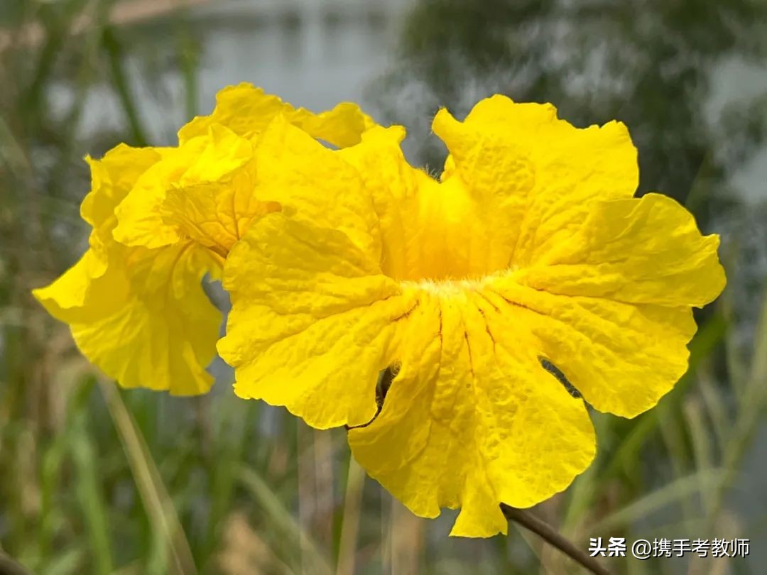 黄花风铃木品种介绍,黄花风铃木生长缓慢