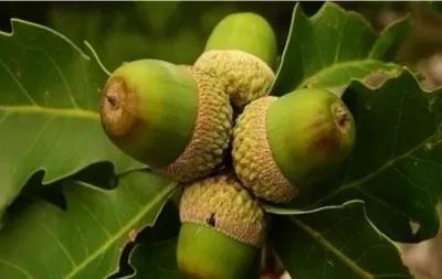 蒙古栎树也叫橡树,蒙古栎辽东栎的区别