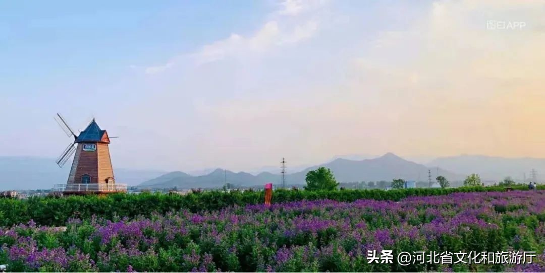 明星来保定视频,明星来河北