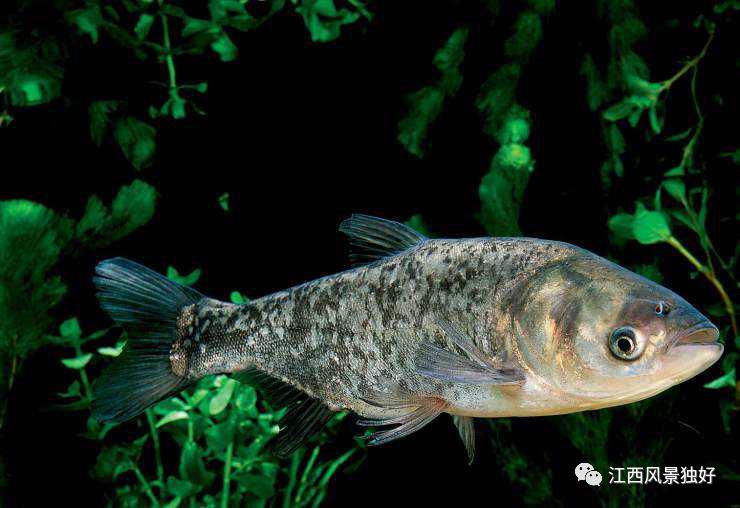 朱虹解读,朱虹讲述