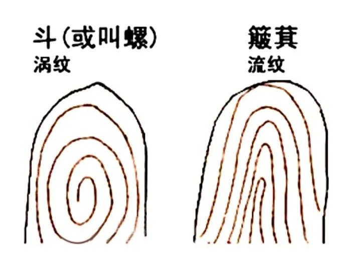指纹为什么会有斗纹和簸箕纹,历史上指纹是十个斗和簸箕纹的人