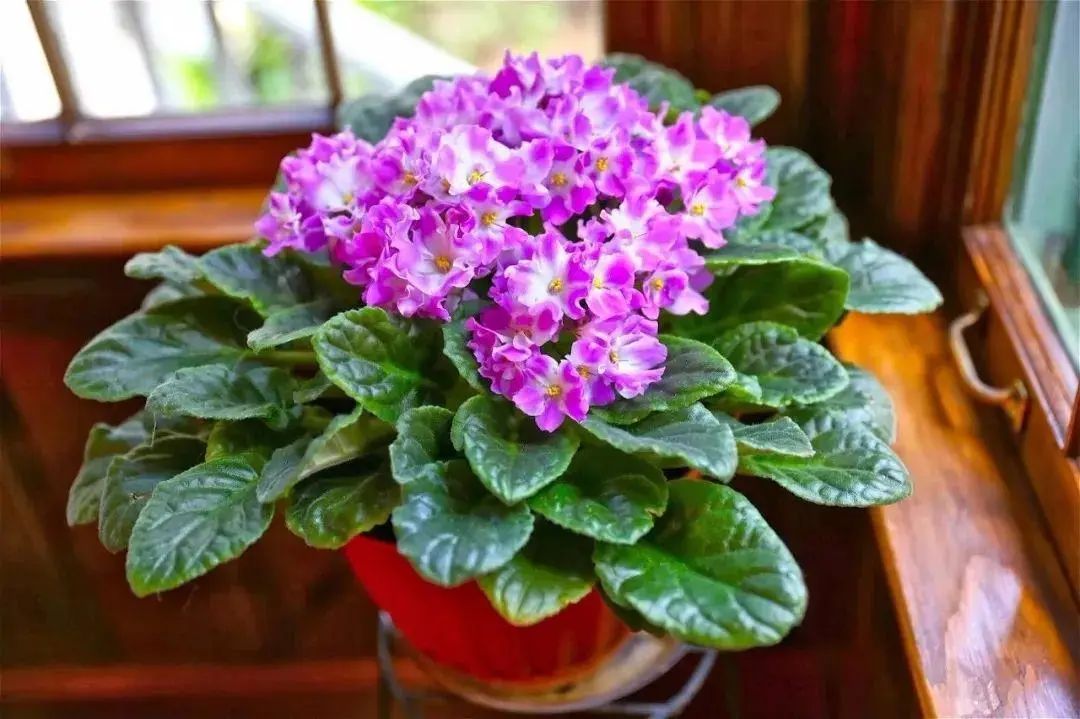 四季最好养的10种花,最适合新手养的5种花清新自然