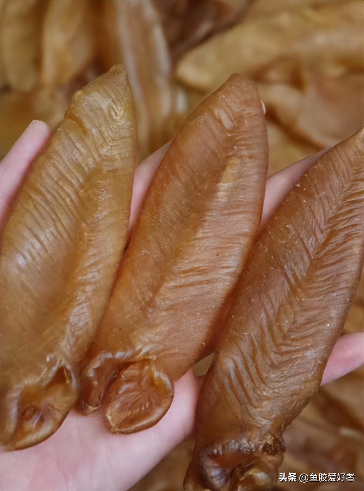 怎么分辨鱼胶好坏区别图解,如何辨别鱼胶的好坏和质量
