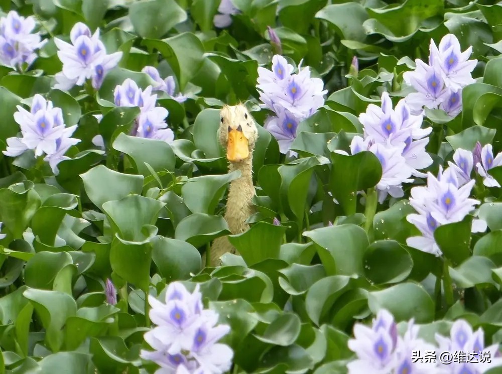 外来生物入侵鳄雀鳝怎么出现的,图说外来入侵物种鳄雀鳝