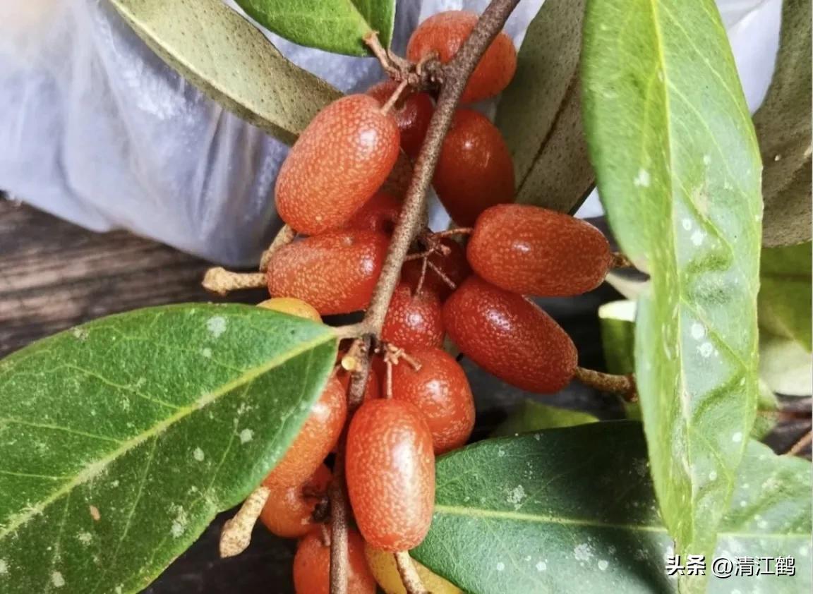 很多人没见过的奇怪生物,都没见过的奇特瓜果蔬菜