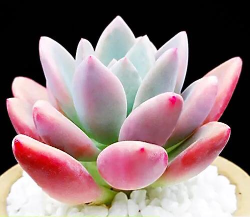 又美又仙的多肉,多肉植物100年的老桩奥普琳娜