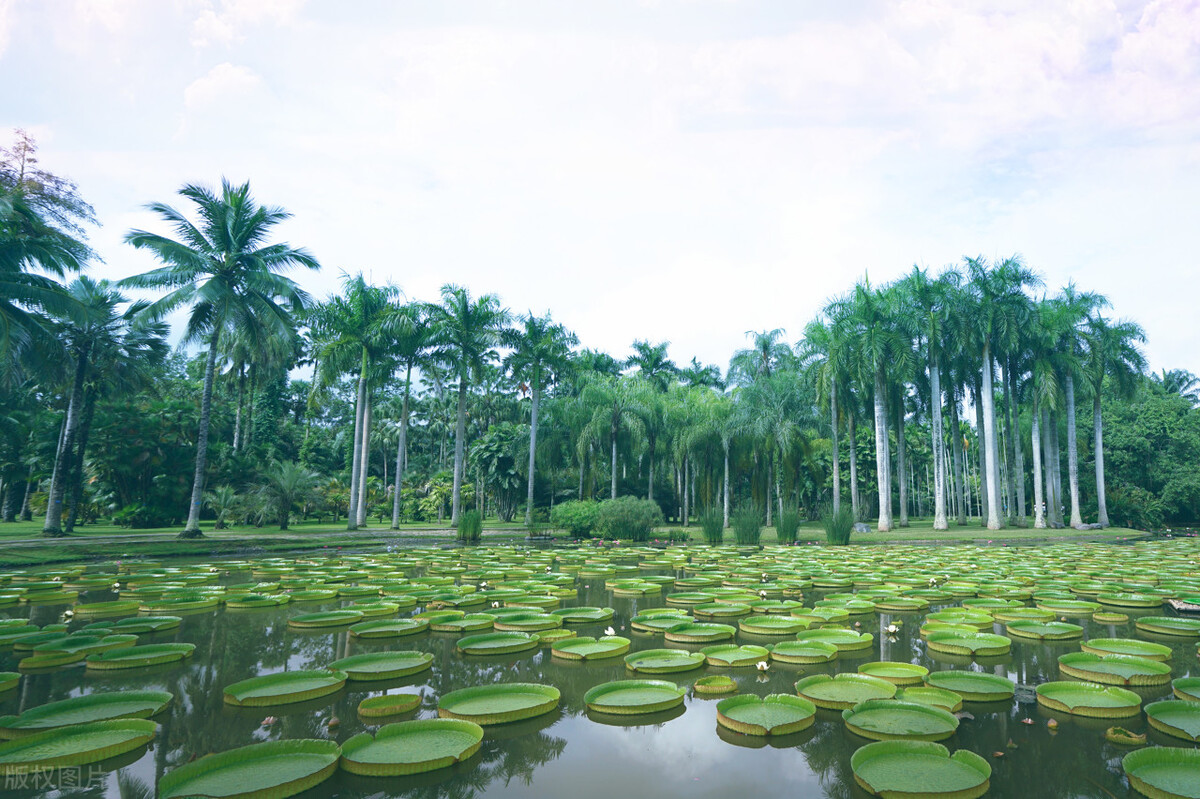 春节去云南哪里游玩有特色,春节除了云南还有哪里好耍