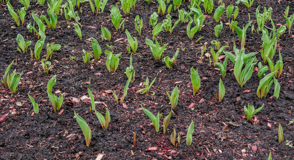 《中国大百科全书（第2版）》读书笔记8718-地球