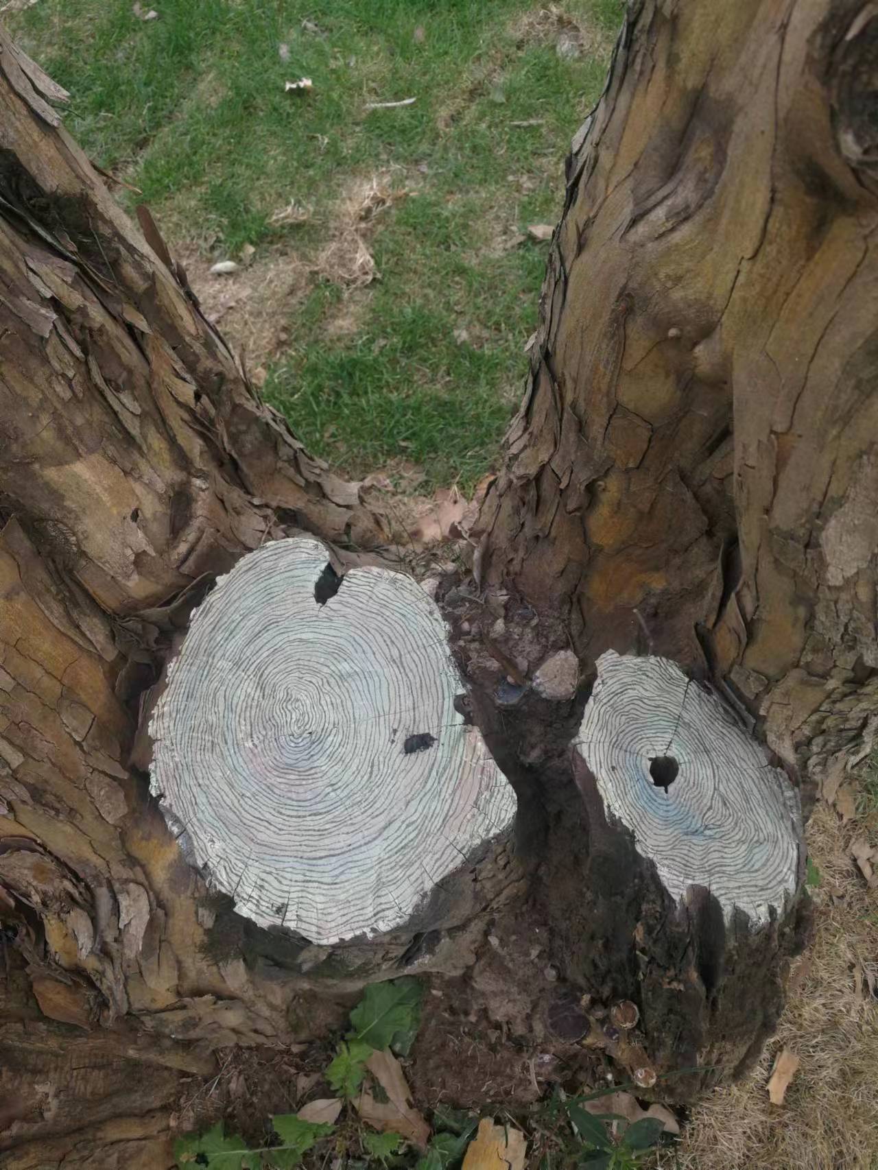 上海中山公园十大景观,上海中山公园新添8个树洞画