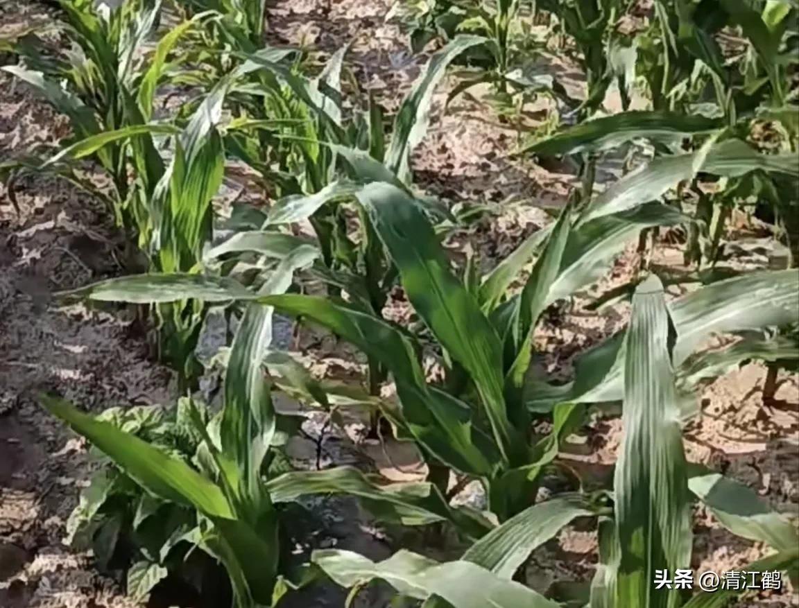 玉米除草剂药害最佳补救方法,玉米24d丁酯除草药害图片