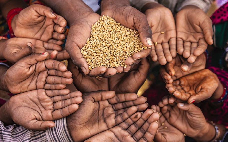 海水稻最新发展,海水稻真的难吃么