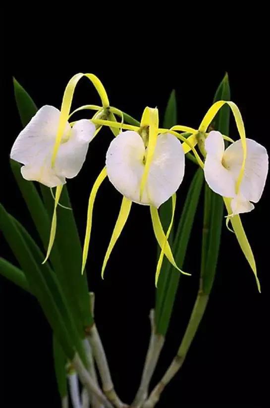 最美的100种兰花图片,欣赏一下最美的兰花